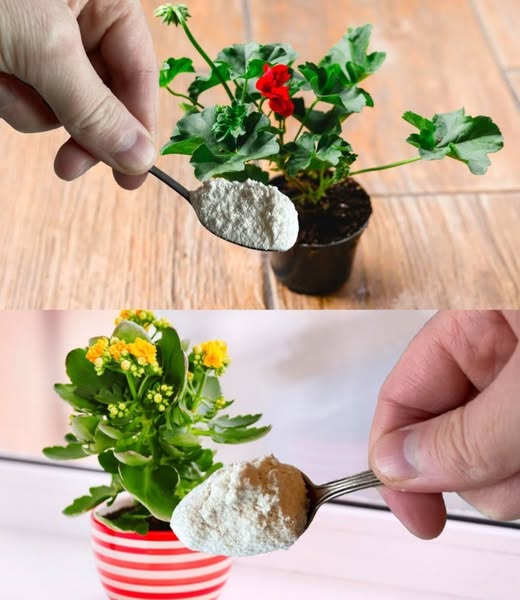 Spectacular Plant Blooms Just One Teaspoon Is Enough