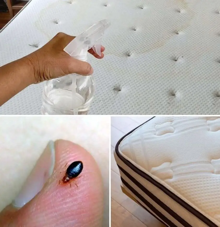 How To Prepare A Disinfectant Spray