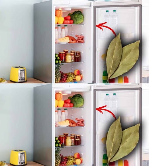 Bay Leaf In The Fridge