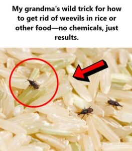 How to Get Rid of Weevils in Rice