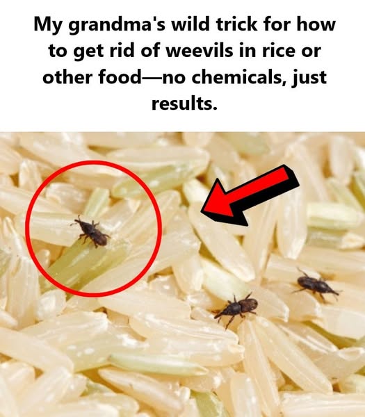 How to Get Rid of Weevils in Rice