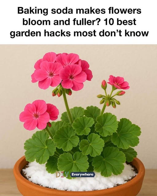 Baking Soda Makes Flowers Bloom