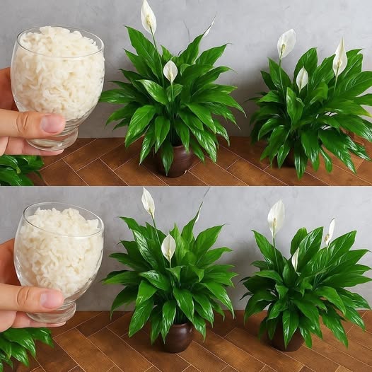 Peace Lily Only With This Ingredient It Blooms For Up To 10 Years In A Row