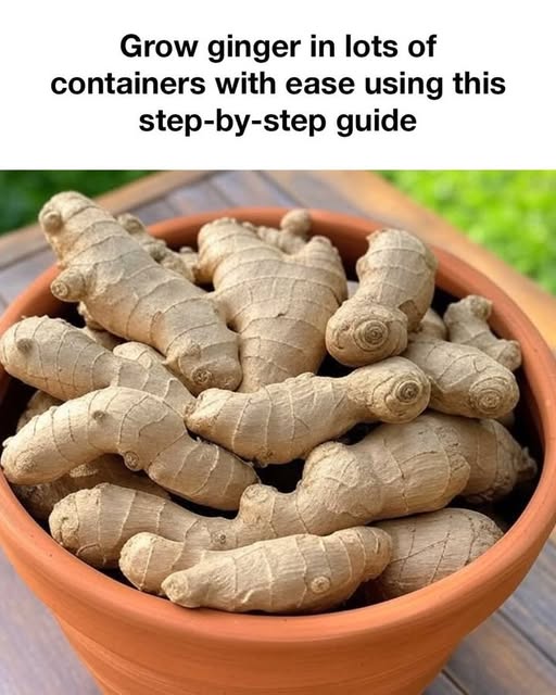 Grow Ginger In Lots Of Containers