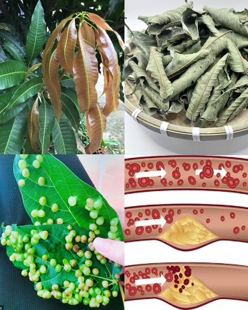 Incredible Leaves for Traditional Wellness