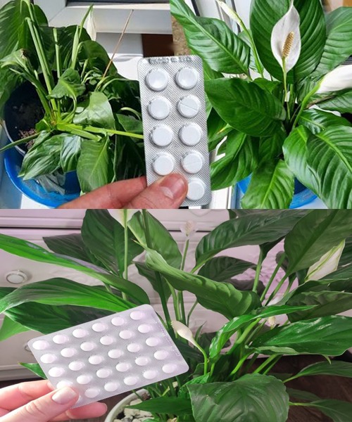 Resurrect Dead Or Dry Plants