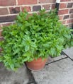 Peppermint Plant By Your Front Door