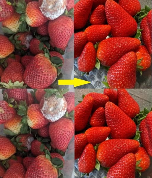 Keeping Strawberries Fresh For Days