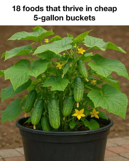 18 Foods That Thrive In Cheap 5-Gallon Buckets