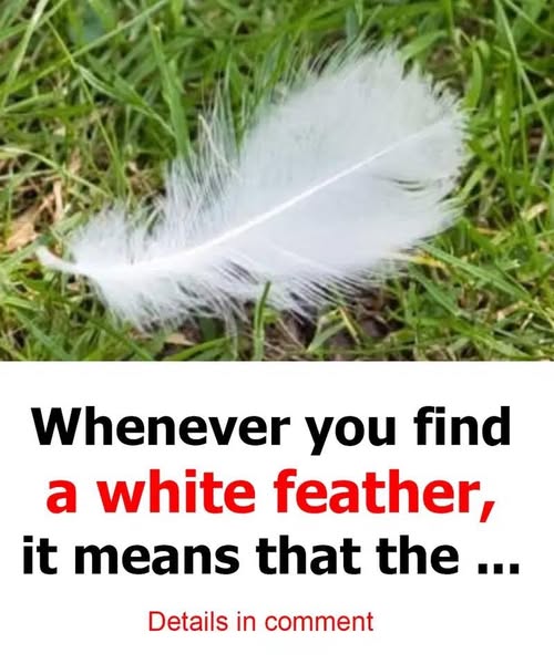 Finding White Feathers Significance